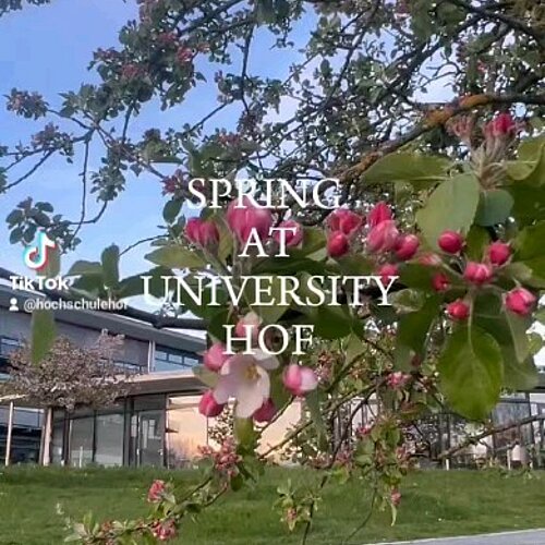 spring at our campus in Hof 🌸

(mm) #springtime #campushof #hochschulehof #hofsaale #catcontent #blüten #bayern #bavaria